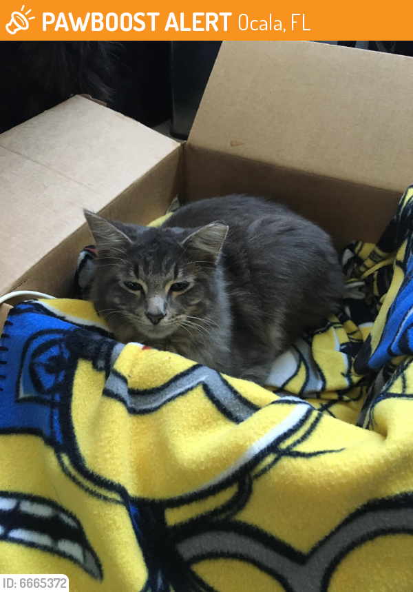 Rehomed Female Cat in Ocala, FL 34473 (ID 6665372) PawBoost