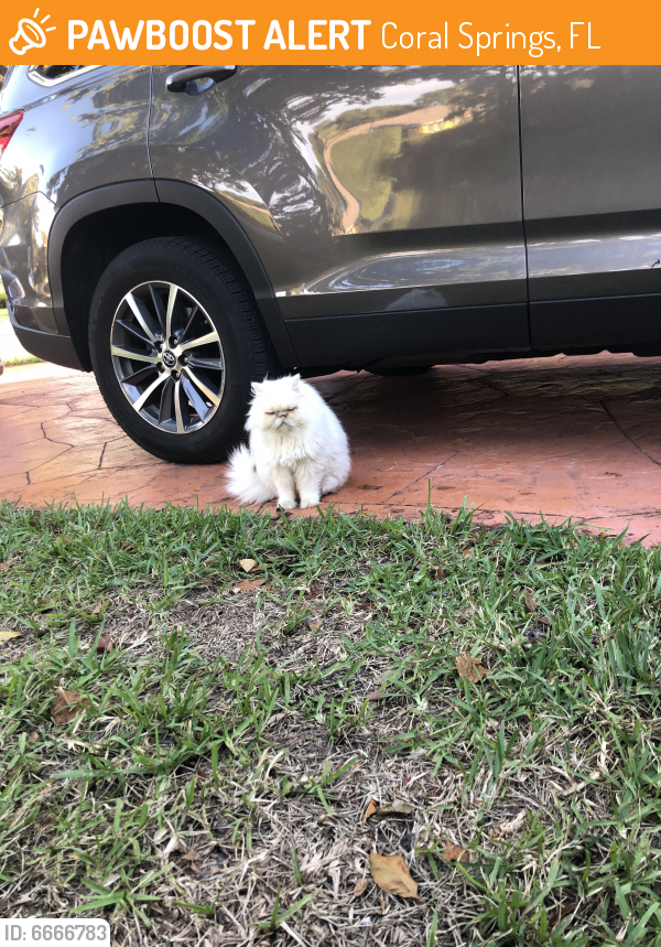Found Stray Male Cat In Coral Springs Fl 33071 Id