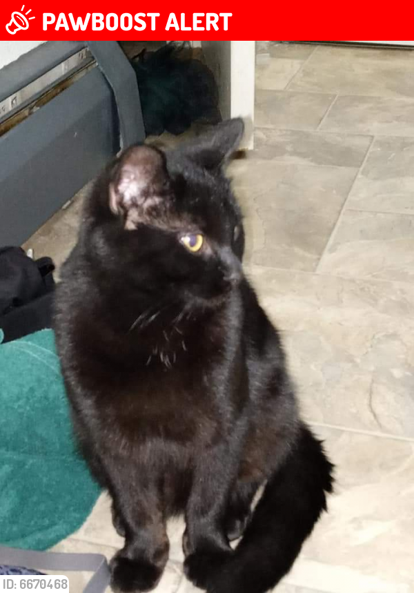 Lost Male Cat In Colorado Springs Co 80909 Named Jax Id 6670468 Pawboost