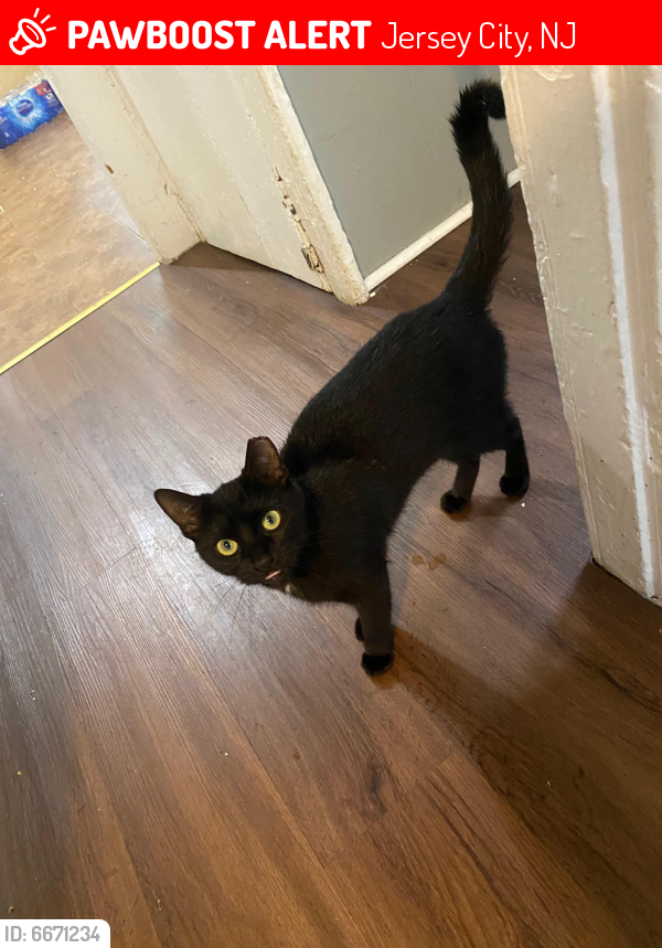 Lost Female Cat in Jersey City, NJ 07306 Named Joey (ID 6671234