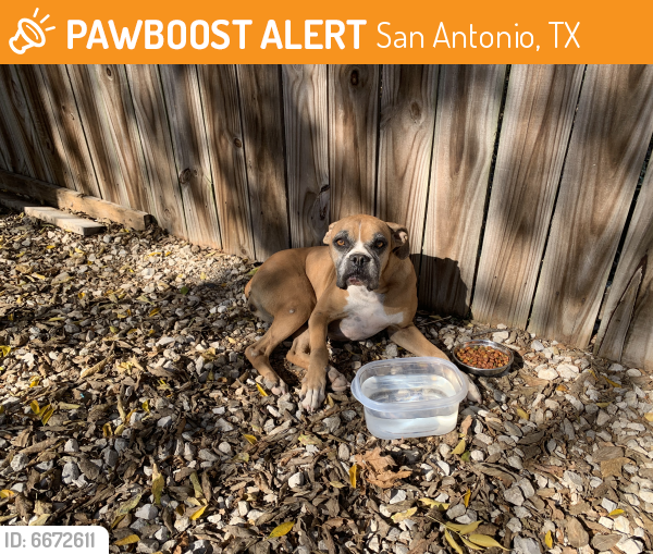Found/Stray Female Dog in San Antonio, TX 78212 (ID 6672611) PawBoost
