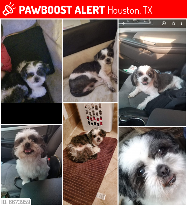 Lost Male Dog in Houston, TX 77033 Named Chico (ID