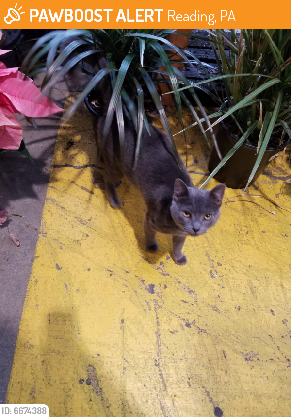 Found/Stray Cat in Reading, PA 19601 (ID 6674388) PawBoost
