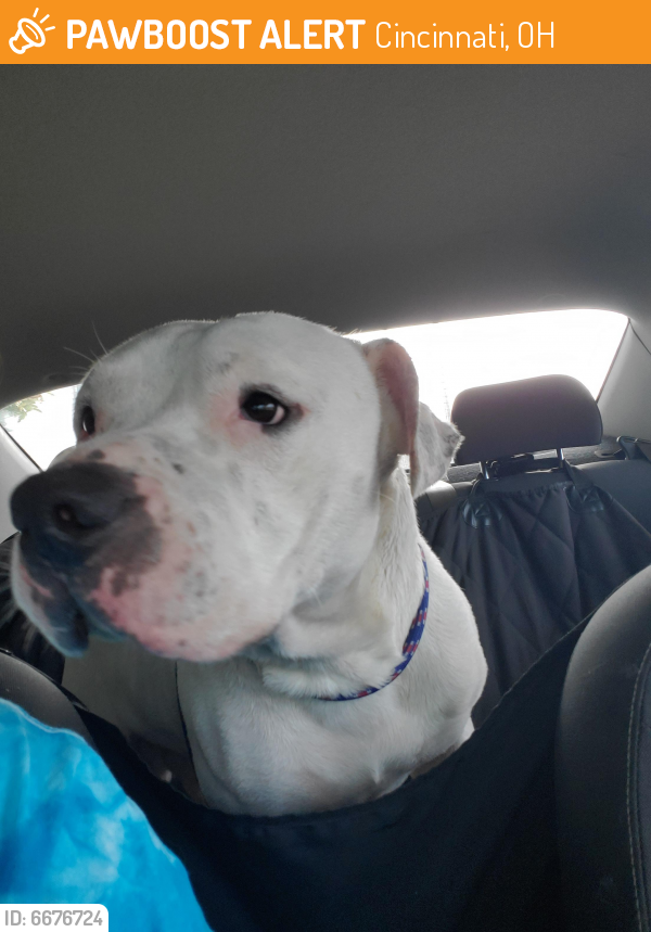 Found/Stray Male Dog in Cincinnati, OH 45211 (ID 6676724) PawBoost