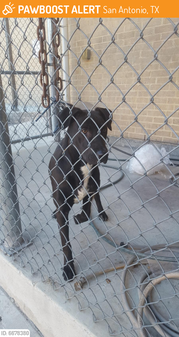 Found/Stray Male Dog in San Antonio, TX 78230 (ID 6678380) PawBoost