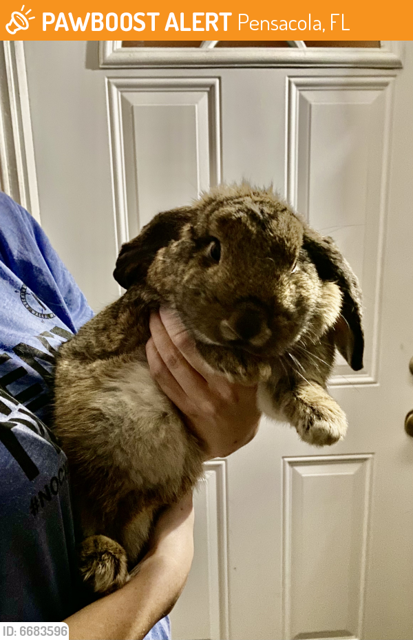 Rehomed Rabbit in Pensacola, FL 32504 (ID 6683596) PawBoost