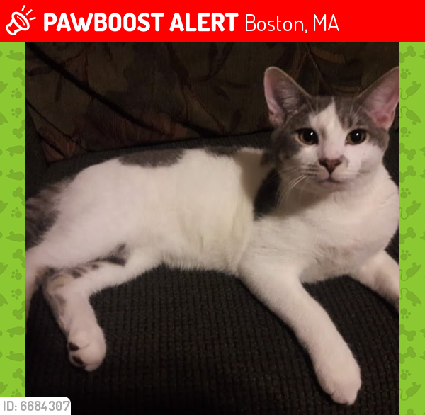 Lost Male Cat in Boston, MA 02124 Named King Raye (ID 6684307) PawBoost