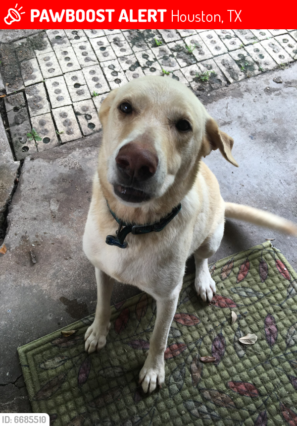 Lost Male Dog in Houston, TX 77034 Named Oso (ID: 6685510) | PawBoost