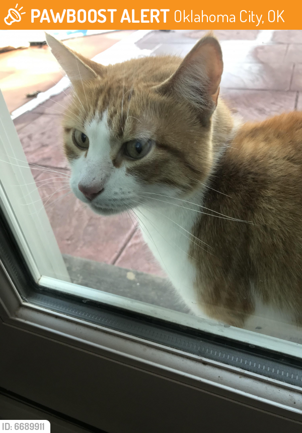 Found/Stray Cat in Oklahoma City, OK 73131 (ID 6689911) PawBoost