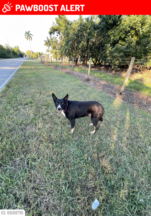 Lost Male Dog in MiamiDade County, FL 33031 Named Unknown (ID 6699710