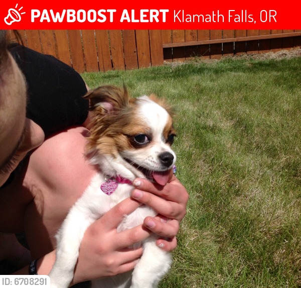 Lost Female Dog in Klamath Falls, OR 97603 Named Luna (ID 6708291