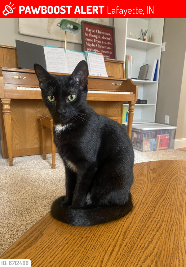 Lost Male Cat in Lafayette, IN 47905 Named Binx (ID 6712466) PawBoost