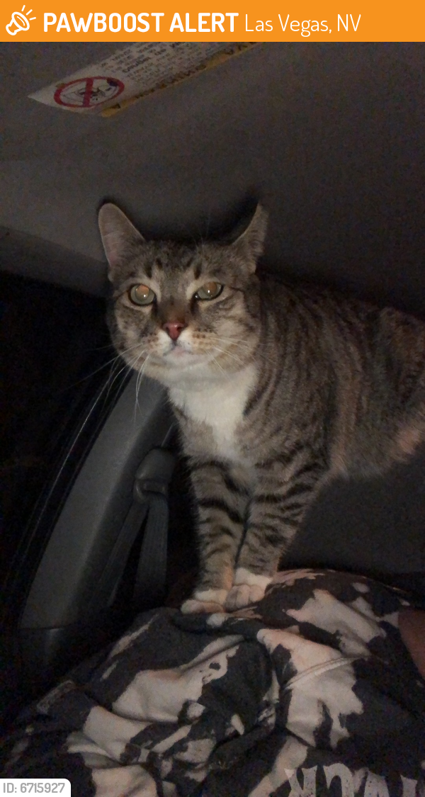 Found/Stray Cat in Las Vegas, NV 89149 (ID 6715927) PawBoost