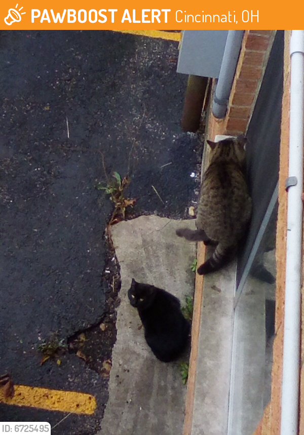 Quality Lost Cat In Hawaiian Gardens Photos