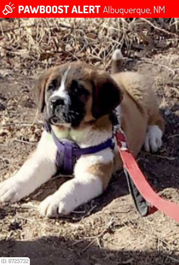 Lost Female Dog in Albuquerque, NM 87105 Named Sasha (ID ...