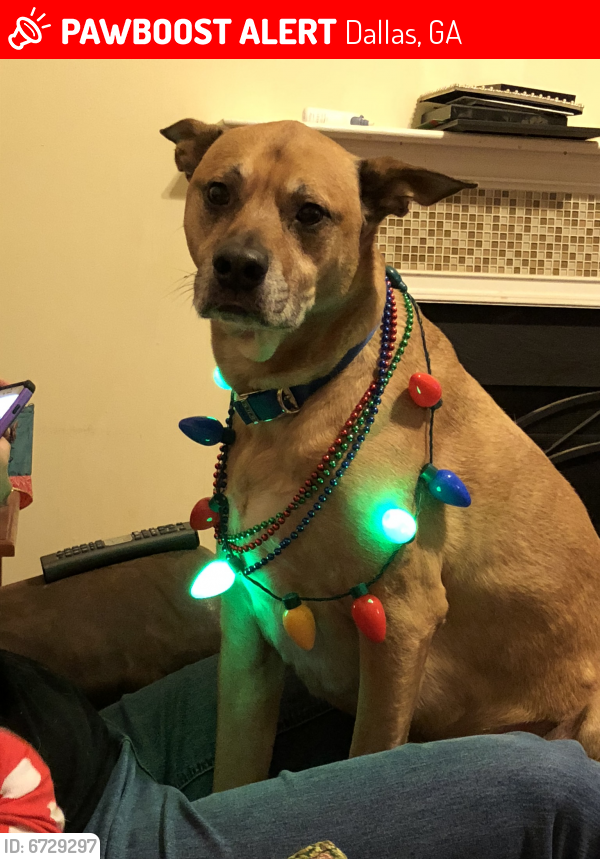 Lost Male Dog in Dallas, GA 30157 Named Dozer (ID 6729297) PawBoost