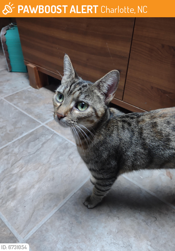 Found/Stray Female Cat in Charlotte, NC 28269 (ID 6731054) PawBoost