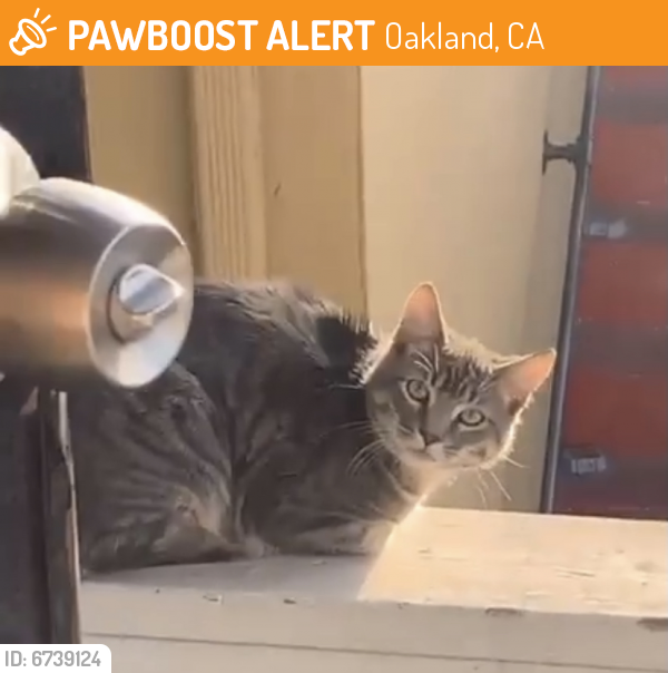 Found/Stray Cat in Oakland, CA 94612 (ID 6739124) PawBoost