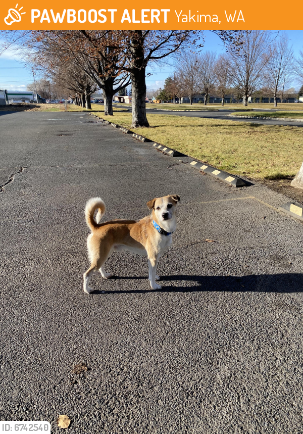 Found/Stray Dog in Yakima, WA 98902 (ID: 6742540) | PawBoost