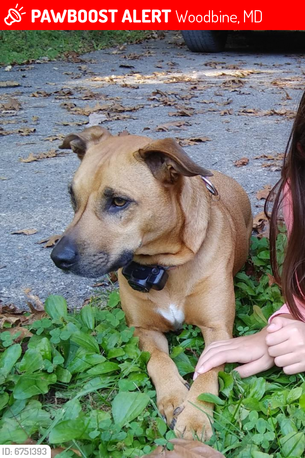 Lost Female Dog in Woodbine, MD 21771 Named Cupcake (ID 6751393) PawBoost