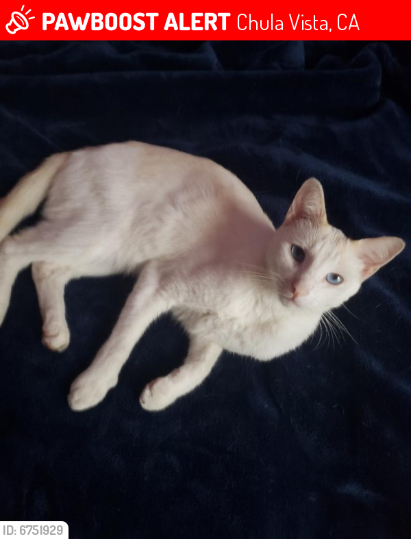 Lost Male Cat in Chula Vista, CA 91910 Named Grieco (ID ...