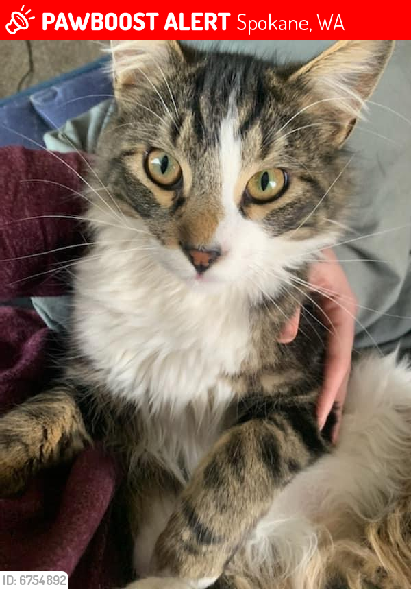 Lost Male Cat in Spokane, WA 99207 Named Oatmeal (ID