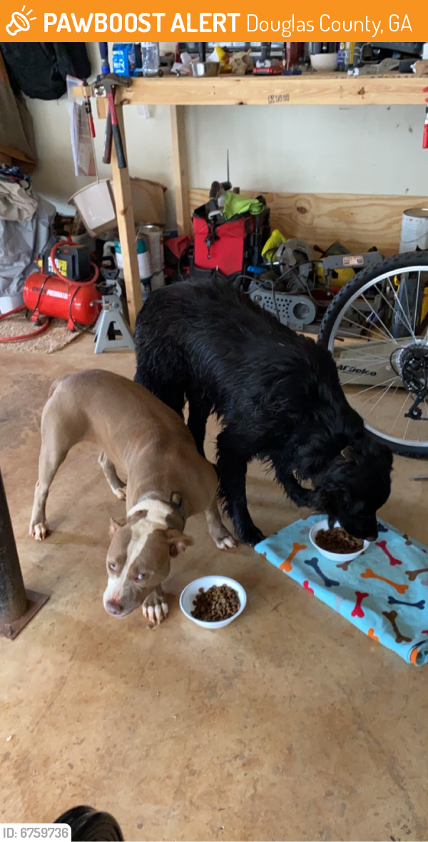 Found/Stray Male Dog in Douglas County, GA 30134 (ID: 6759736) | PawBoost