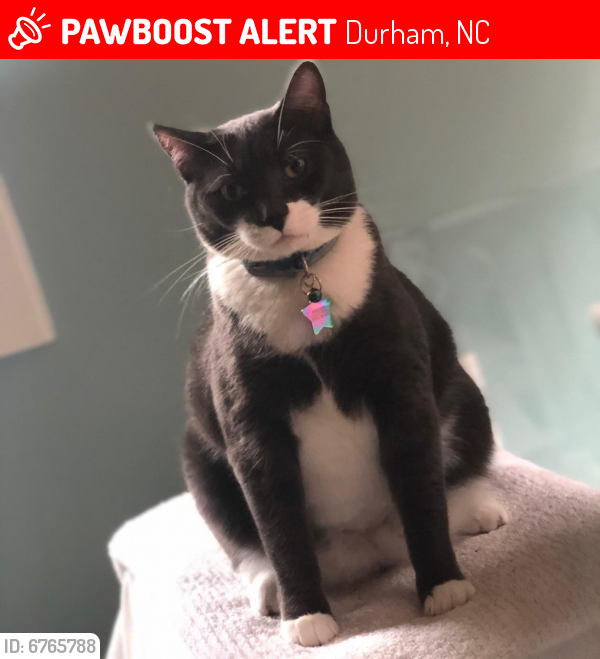 Lost Female Cat in Durham, NC 27701 Named Laverne (ID 6765788) PawBoost