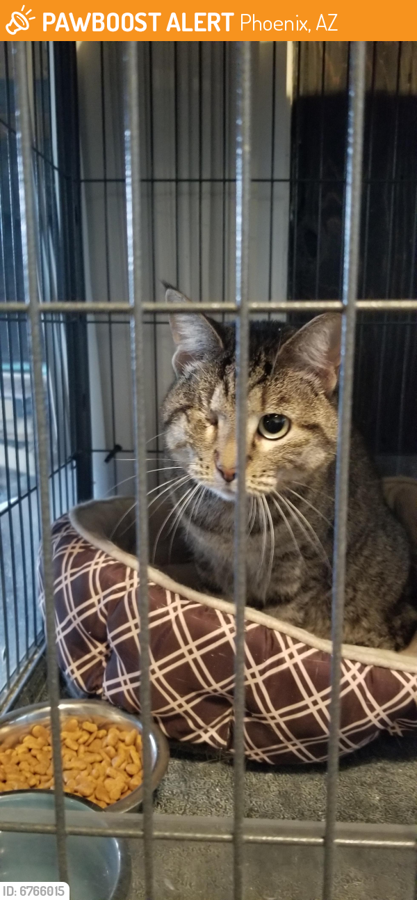 Surrendered Cat in Phoenix, AZ 85013 (ID 6766015) PawBoost