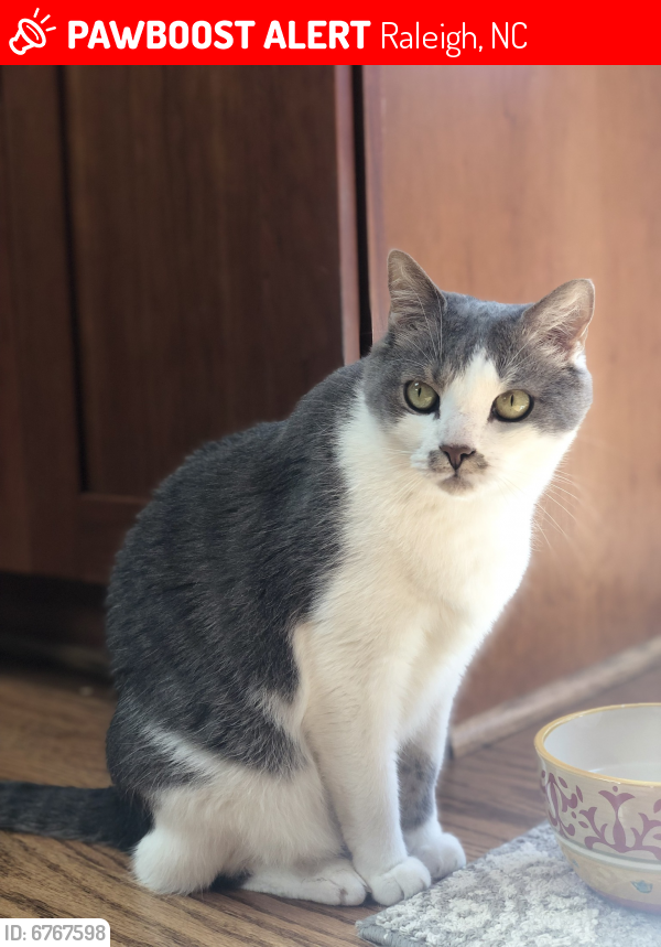 Lost Male Cat in Raleigh, NC 27613 Named Smokey (ID ...