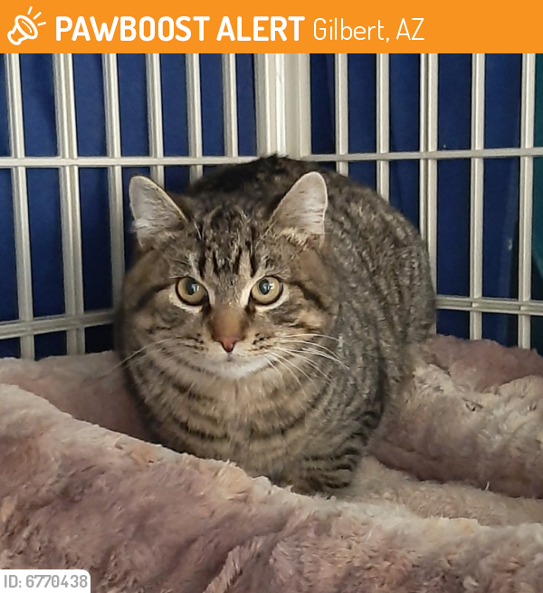 Rehomed Cat in Gilbert, AZ 85296 (ID 6770438) PawBoost