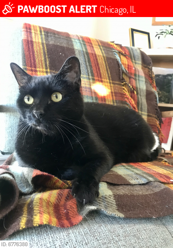 Lost Male Cat in Chicago, IL 60634 Named Fitz (ID 6776380) PawBoost