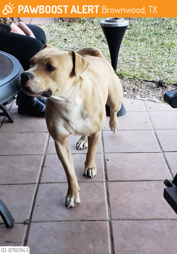 Found/Stray Female Dog in Brownwood, TX 76801 (ID: 6792943) | PawBoost