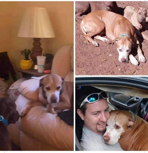 Lost Male Dog last seen Rt 20 Market, Orange, VA 22960