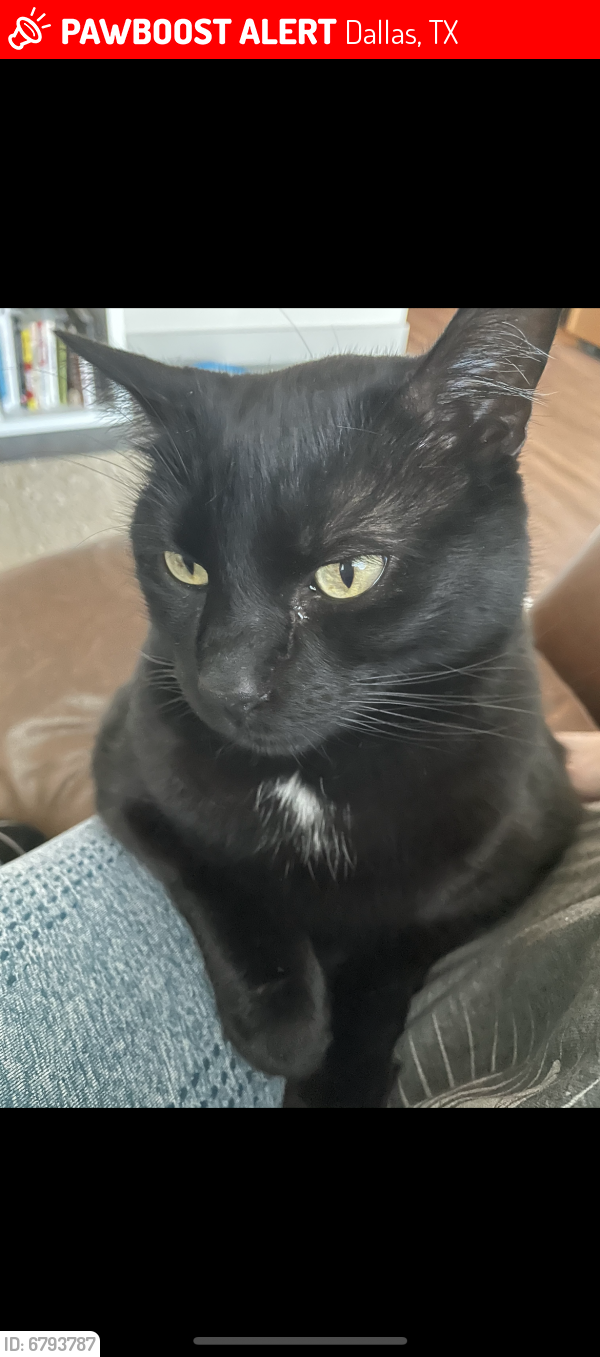 Lost Male Cat in Dallas, TX 75231 Named Angus (ID: 6793787 ...
