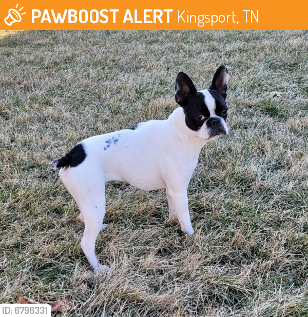 Rehomed Female Dog in Kingsport, TN 37664 (ID 6796331) PawBoost