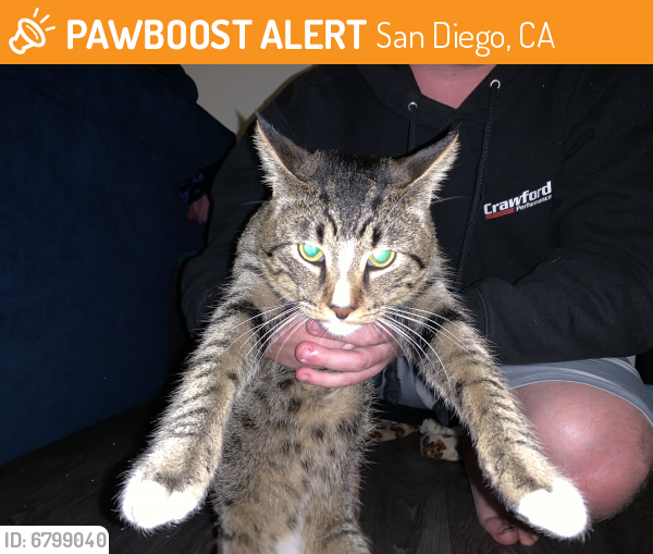 Found/Stray Cat in San Diego, CA 92102 (ID 6799040) PawBoost