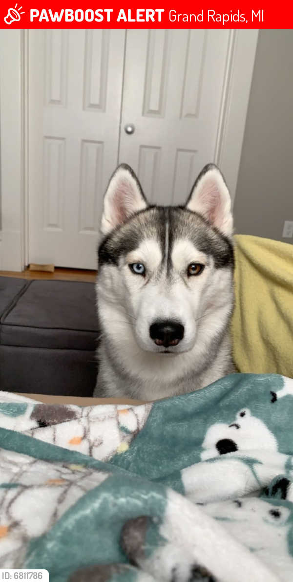 Lost Female Dog in Grand Rapids, MI 49503 Named Skyler (ID 6811786