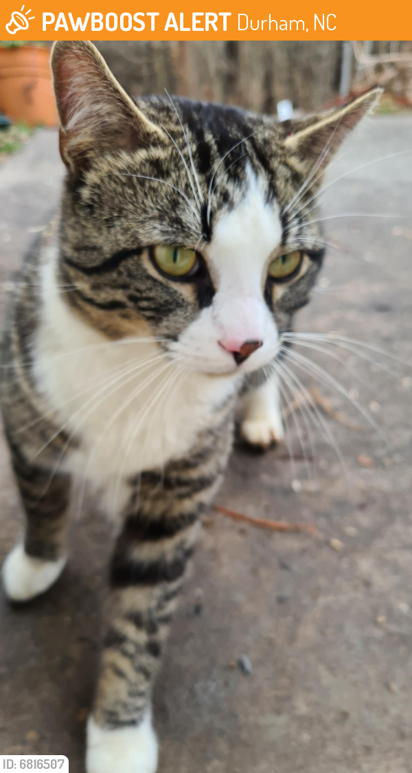 Found/Stray Male Cat in Durham, NC 27704 (ID 6816507) PawBoost