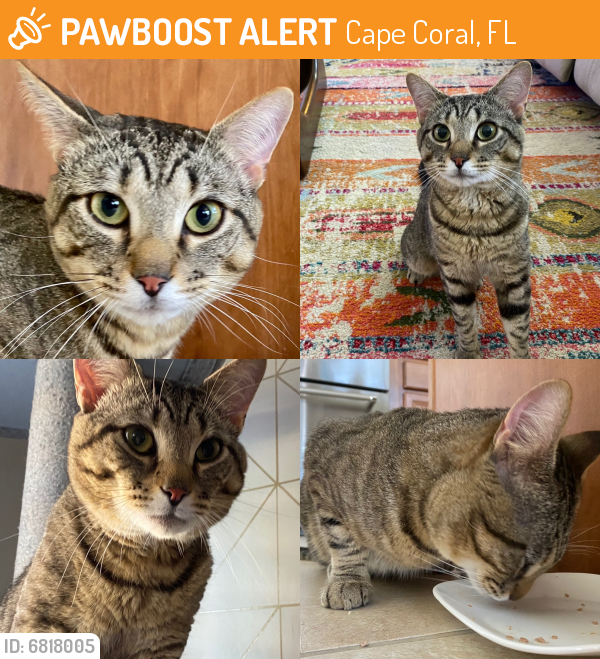 Rehomed Male Cat in Cape Coral, FL 33993 (ID 6818005) PawBoost