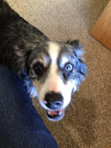 Found/Stray Female Dog last seen Hwy 52 and 16th Street SW Rochester MN, Rochester, MN 55902