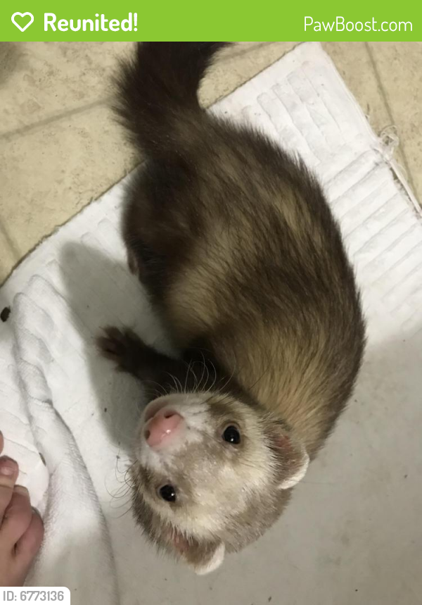 Reunited Ferret in St. Petersburg, FL 33704 (ID 6773136) PawBoost