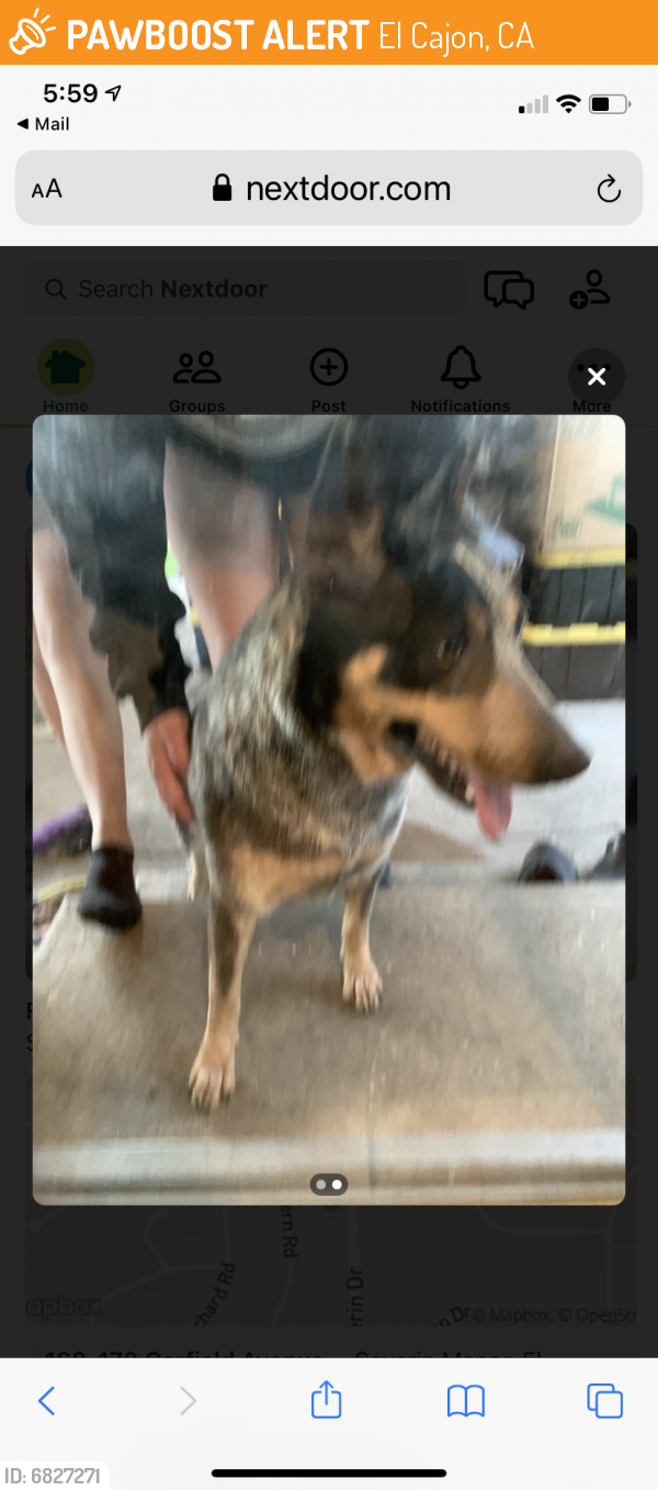 Found/Stray Female Dog in El Cajon, CA 92020 (ID: 6827271) | PawBoost