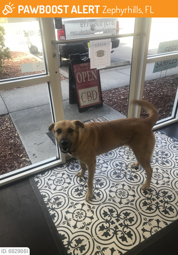 Surrendered Female Dog in Zephyrhills, FL 33543 (ID 6829061) PawBoost