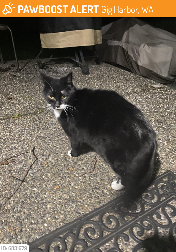 Found/Stray Cat in Gig Harbor, WA 98332 (ID: 6831679 ...