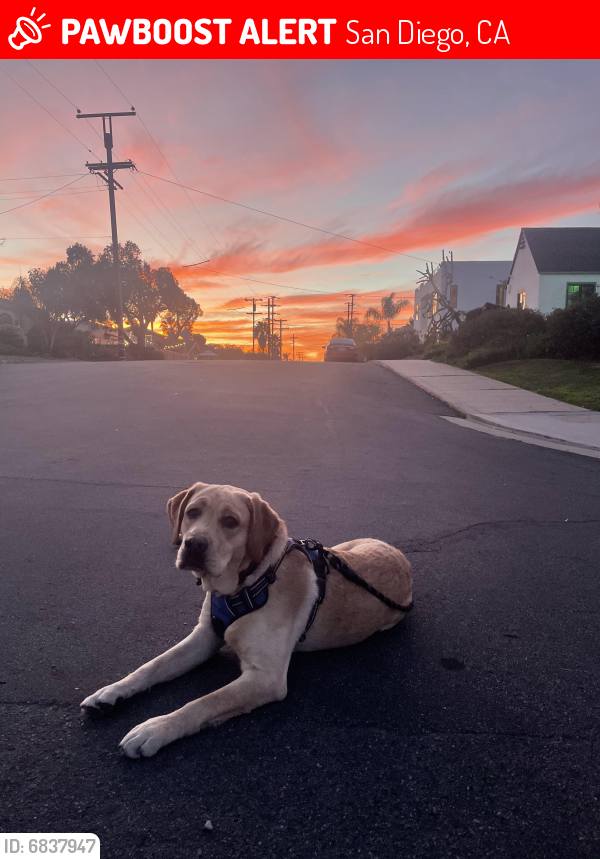 Lost Male Dog In San Diego, CA 92102 Named Ryan Leblanc (ID: 6837947 ...