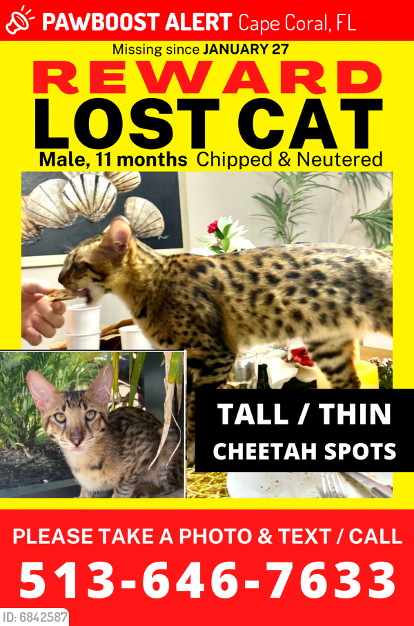 Lost Male Cat in Cape Coral, FL 33909 Named Lost / Stolen (ID 6842587
