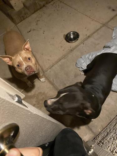 Found/Stray Male Dog last seen Starbucks , Chandler, AZ 85224