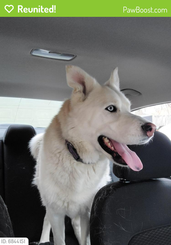 Reunited Male Dog in Denver, CO 80221 (ID: 6844151) | PawBoost