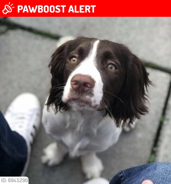 Lost Female Dog in Belfast, Northern Ireland Named Lara (ID 6845290